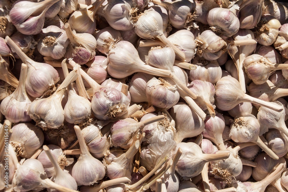 Sales of fresh garlic at the market. Cultivating healthy vegetables. Traditional aromatic spices.