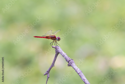 Dragonfly © sakda