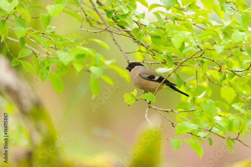 Bullfinch - Dompfaff Weibchen photo