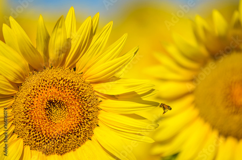 przepiękne toksańskie słoneczniki