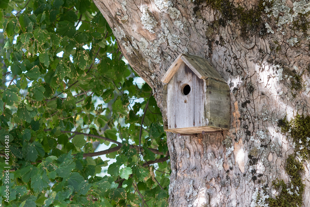 Birdhouse box on a tree