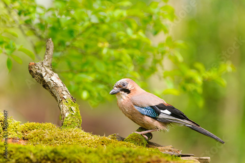 Eichelhäher, Eurasian jay, Garrulus glandarius photo