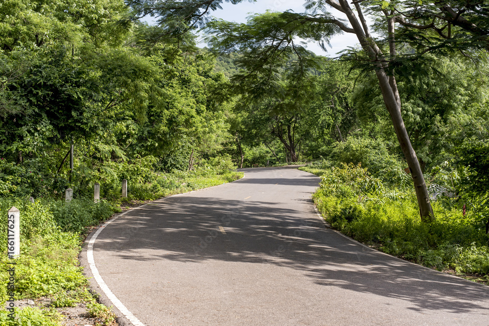 Country road with forest Country road with forest