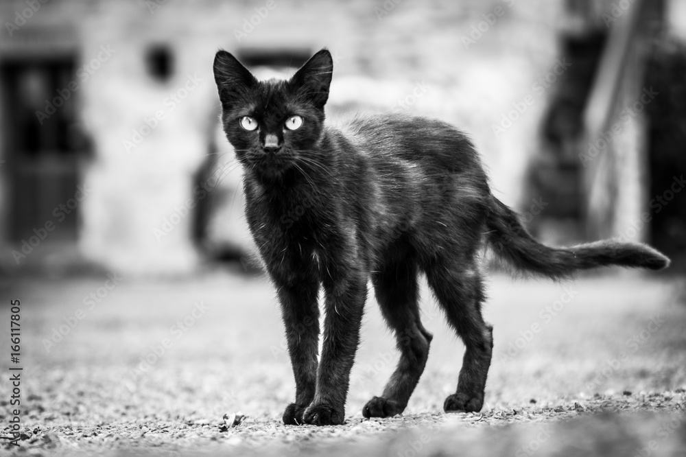 Chat Chat