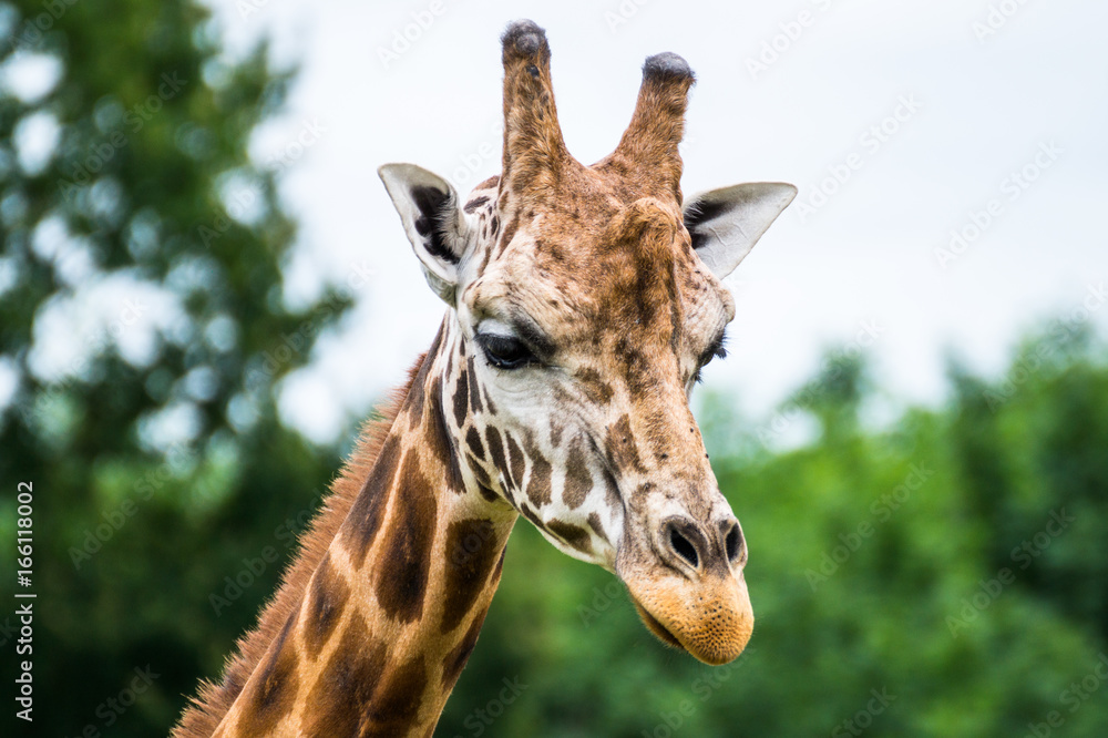 Obraz premium Cirafe