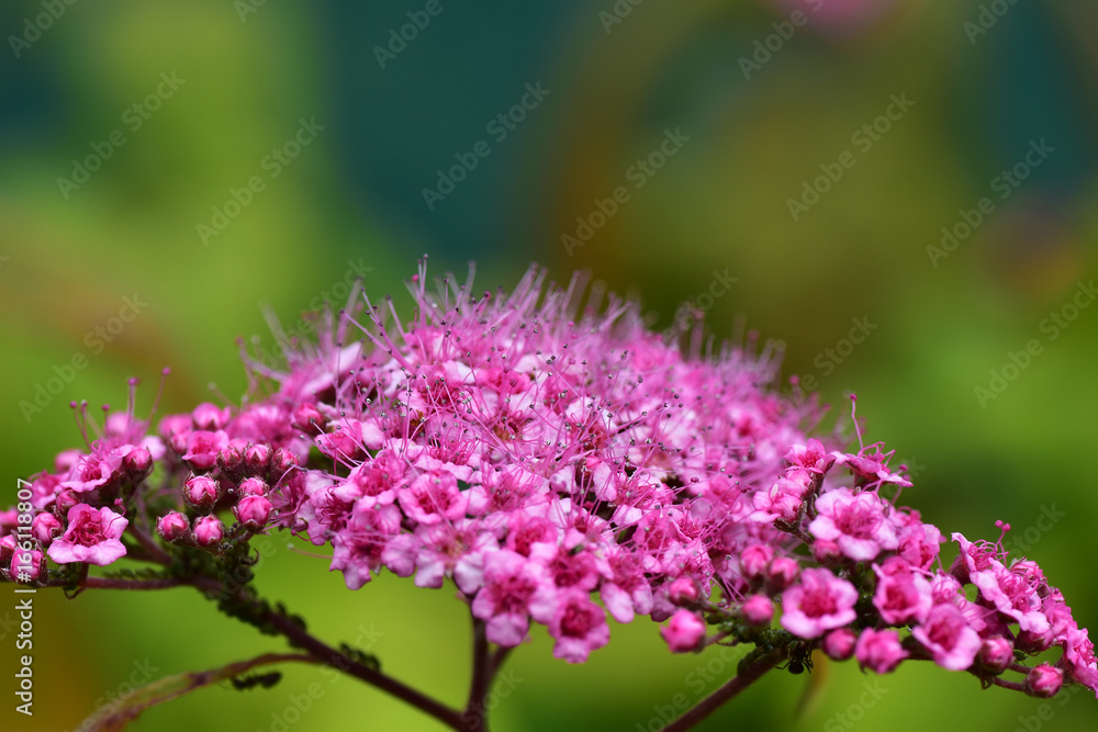 Flower Flower