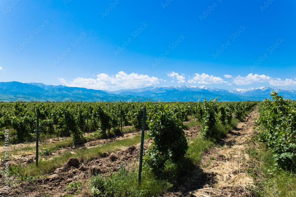 winery landscape with blue sky and mountains on background