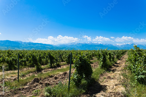winery landscape with blue sky and mountains on background
