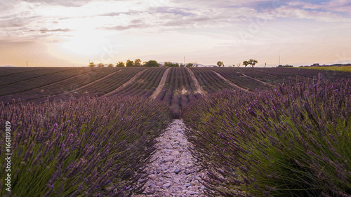 SUNSET AND LAVENDER FIELDS