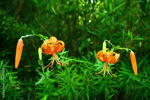 不思議な花～夏～ photo