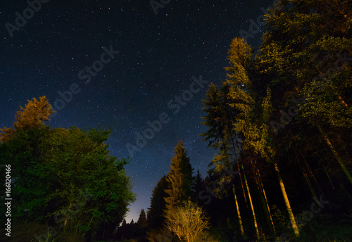 Forest and a night sky full of stars