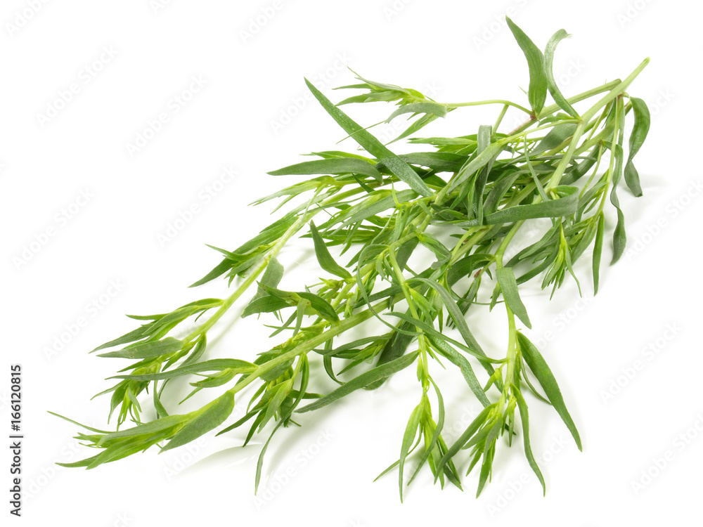 Estragon - fein Estragon - fein