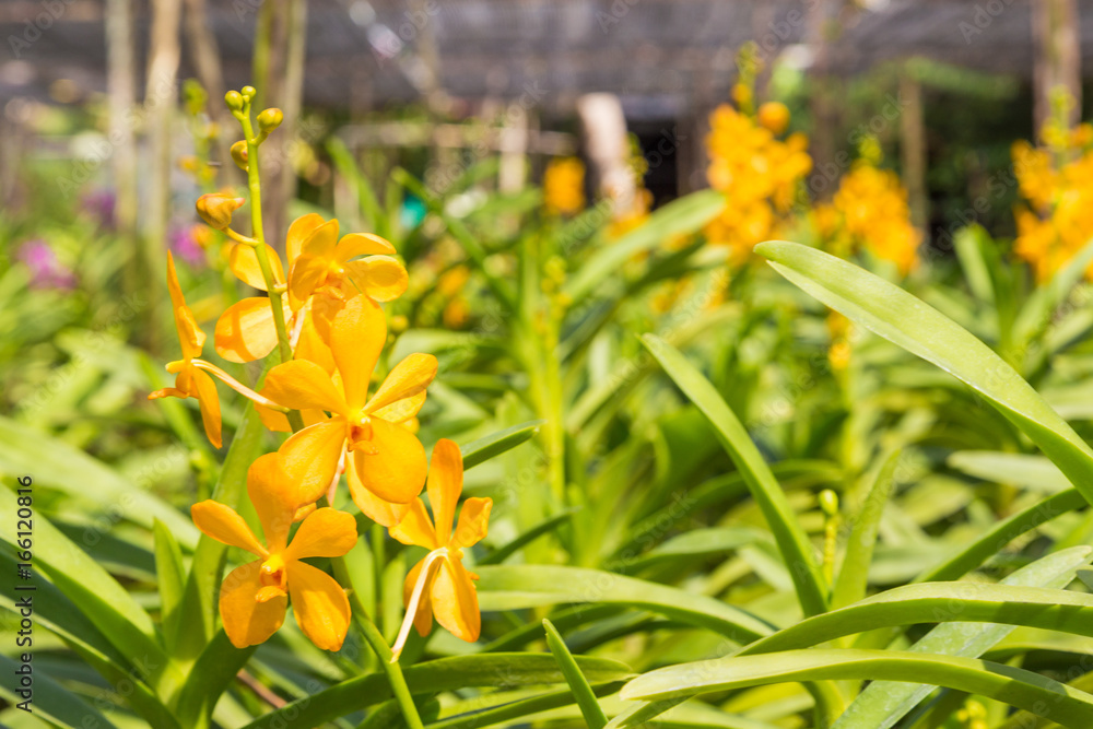 Fototapeta premium Yellow orchids in the flower garden