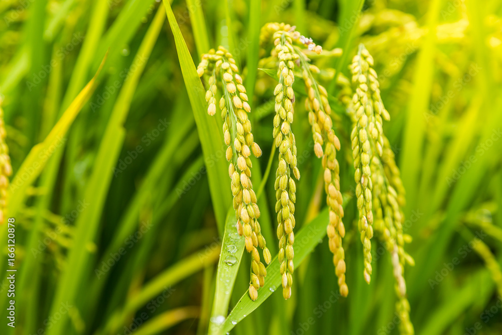 close up yellow rice in green paddy field