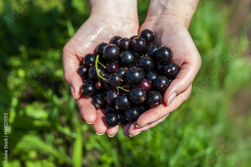 A handful of black currant