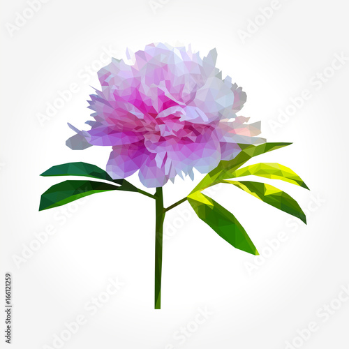 Polygonal peony flower with leaves on white