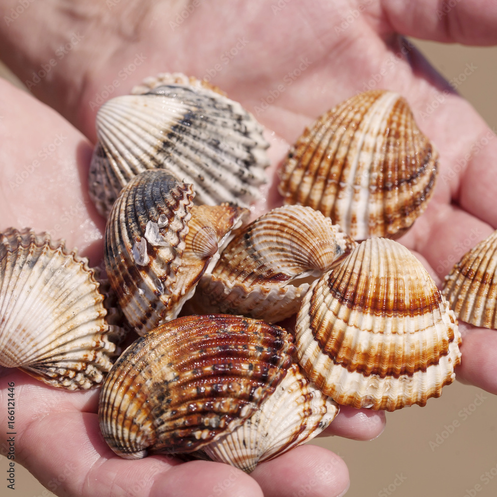 Hands full of sea shells Hands full of sea shells