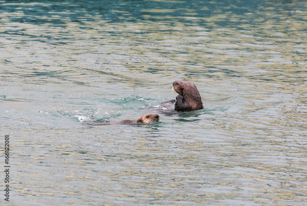 Fototapeta premium Figlarne wydry morskie