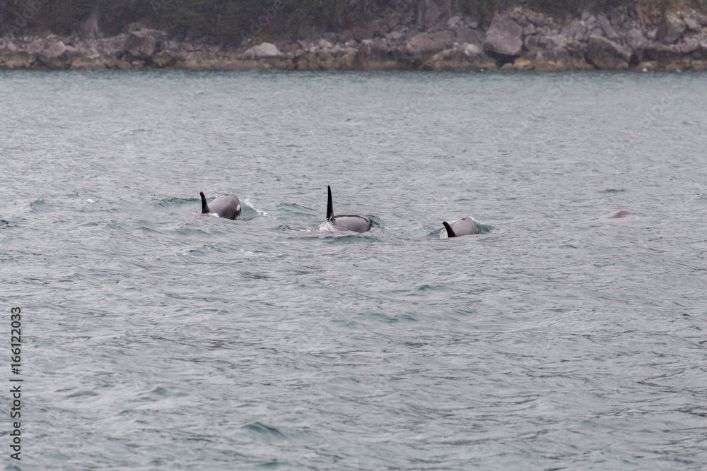 Fototapeta premium Orcas in the Ocean
