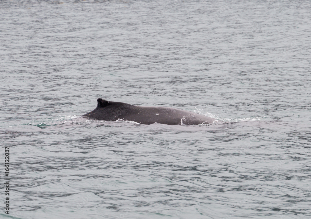 Fototapeta premium Humpback Whale in Alaska
