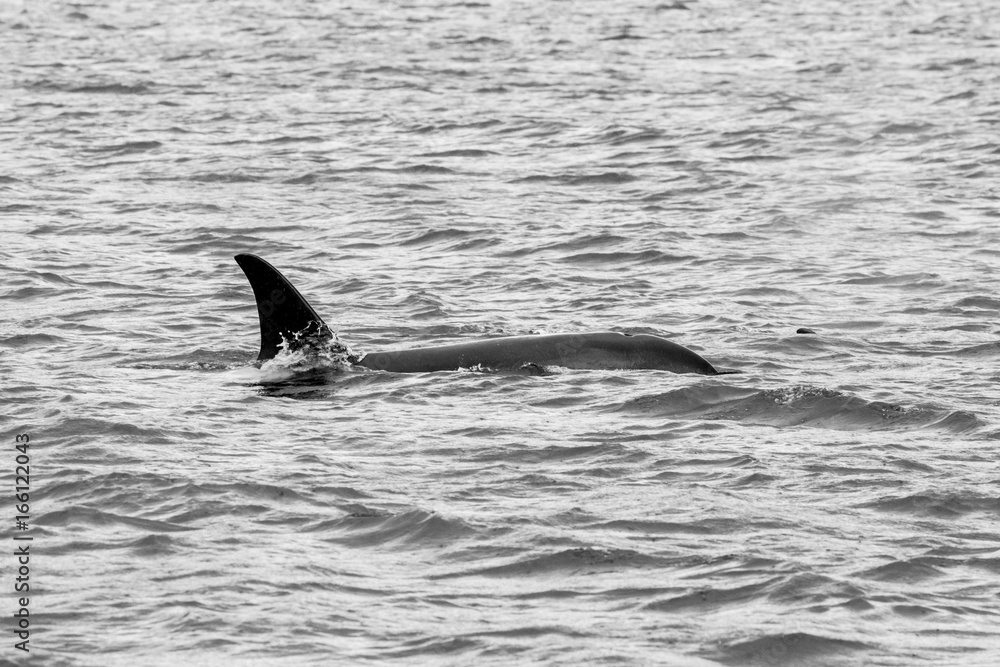 Obraz premium Orca in the Sea