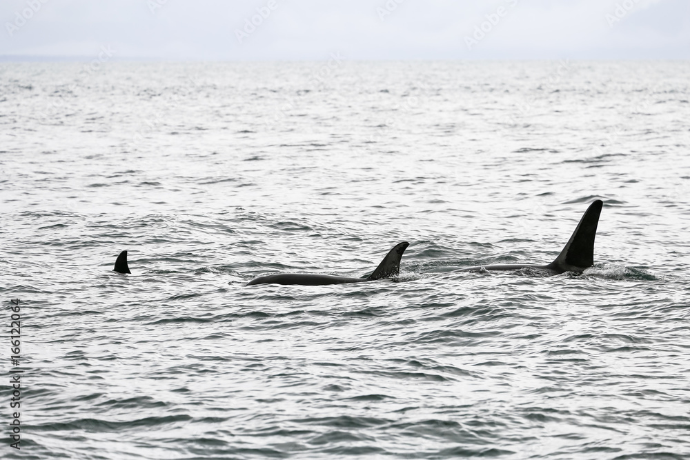 Naklejka premium Several Orcas in the Sea