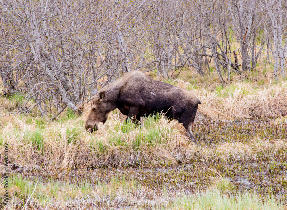 Moose in Alaska Moose in Alaska