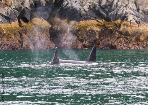 Two Orcas breathing