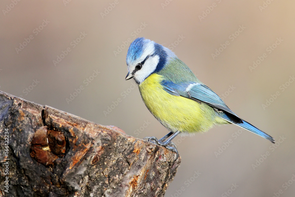 Fototapeta premium Unusual extra close up portrait of blue tit in warm morning light..The identifications signs of the bird and the structure of the feathers are clearly visible.