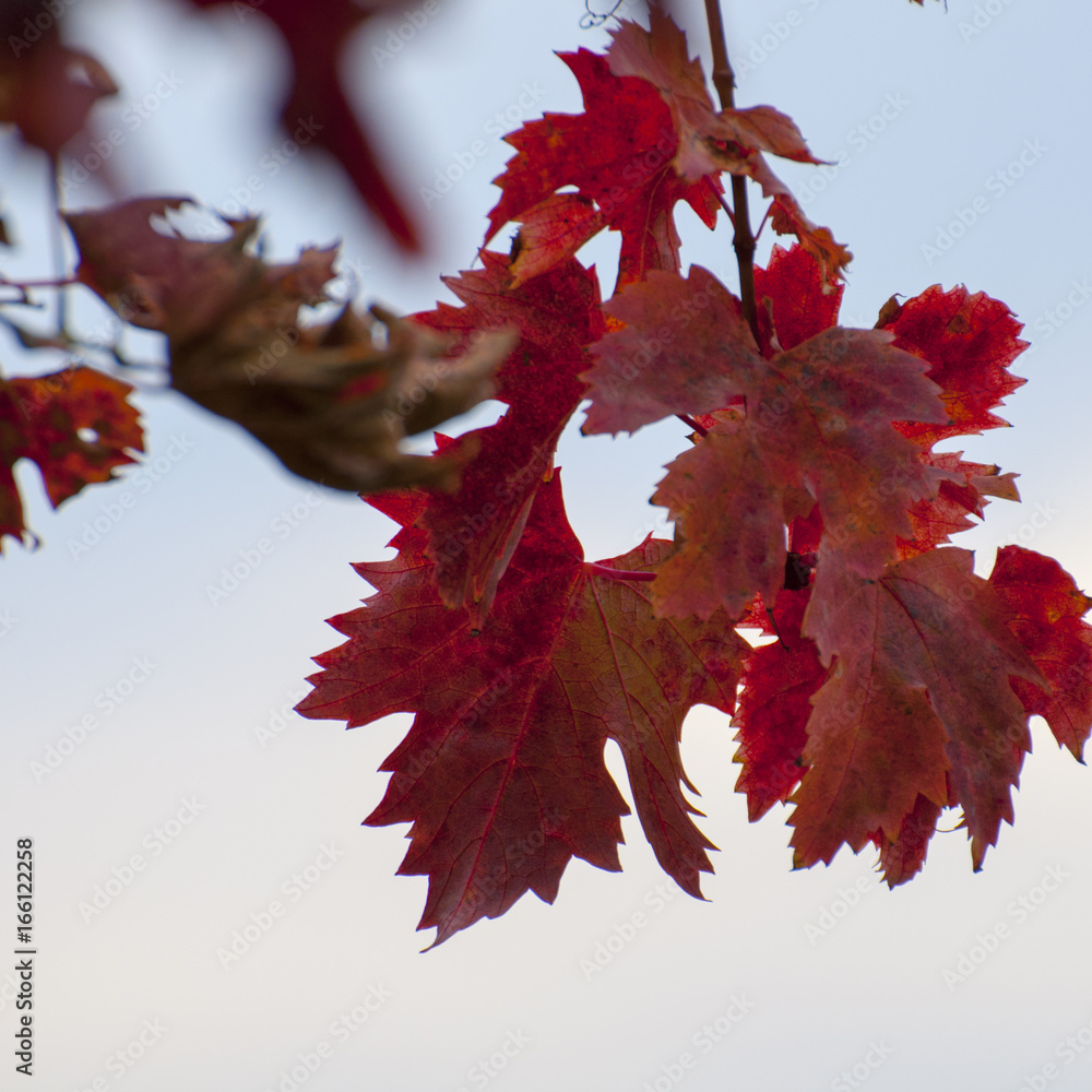 Fototapeta premium Leaves