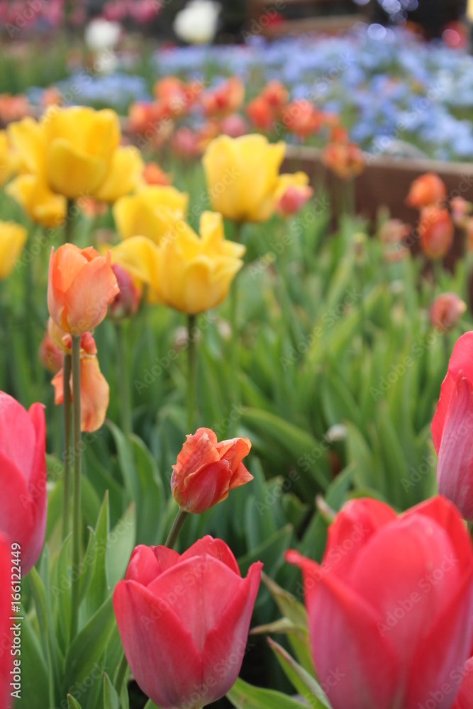 Fototapeta premium tulips