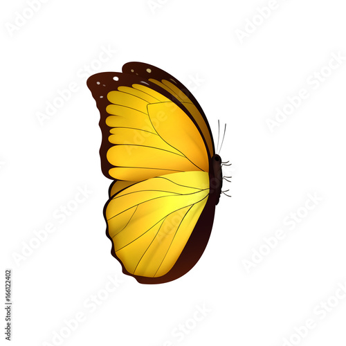 Butterfly yellow isolated on white background. Butterflies Insects Lepidoptera Morpho amathonte. Emblema icons vector illustration photo