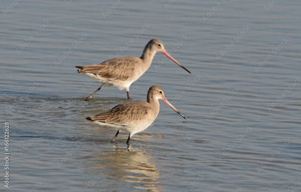 Fototapeta premium Godwits
