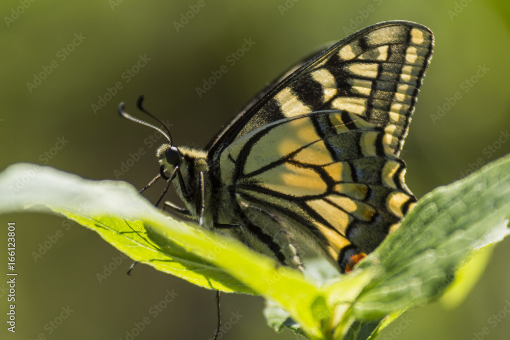 Fototapeta premium Papillon du marais de Montfort - Grésivaudan - Isère.
