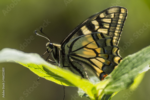 Papillon du marais de Montfort - Grésivaudan - Isère.