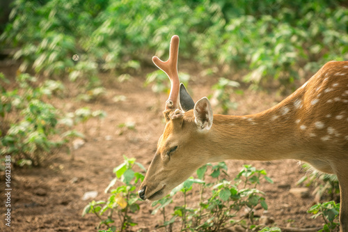 A deer in the green garden