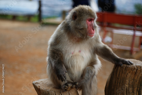 Japanese macaques © lansa