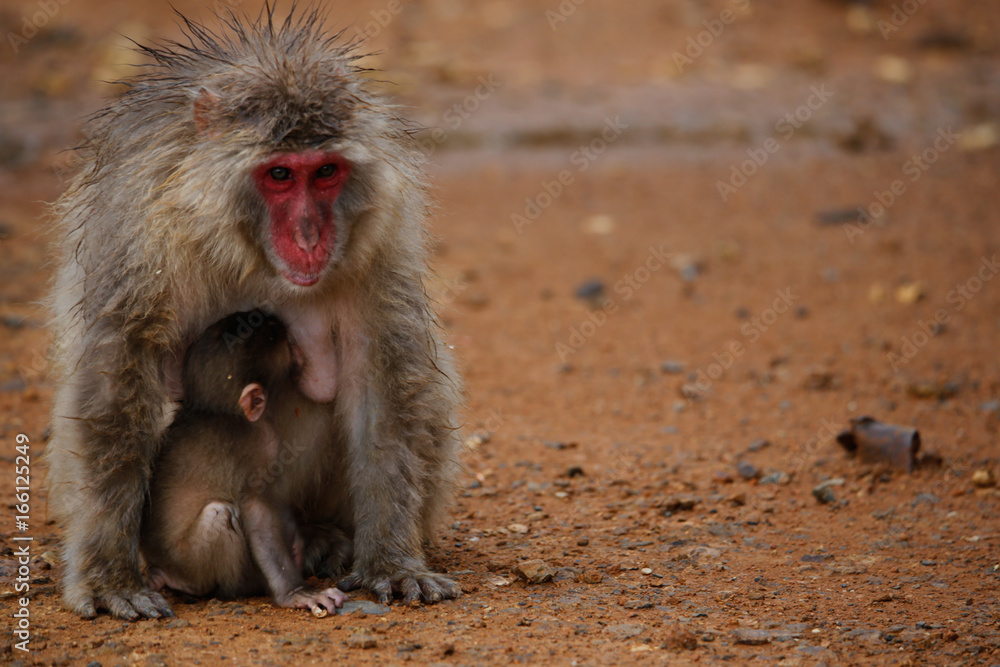 Japanese macaques Japanese macaques