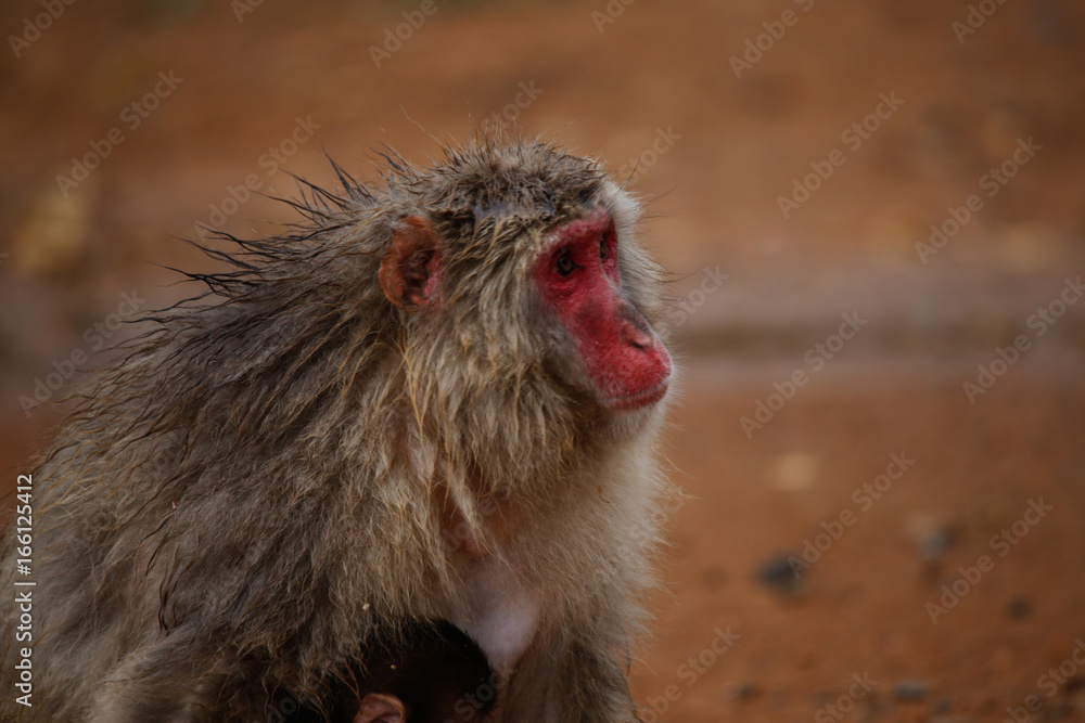 Naklejka premium Japanese macaques