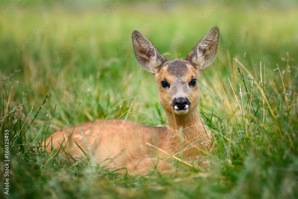 Baby roe deer on summer meadow Baby roe deer on summer meadow