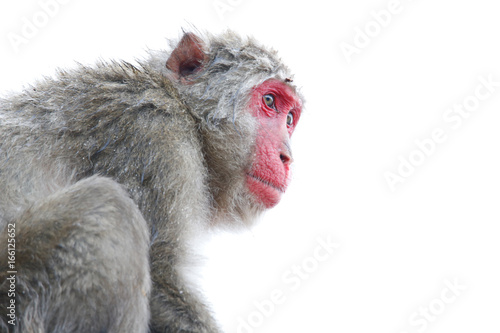 Japanese macaques