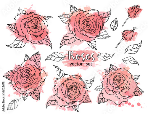 Beautiful roses bouquet drawing on beige grunge background. Hand drawn vector...