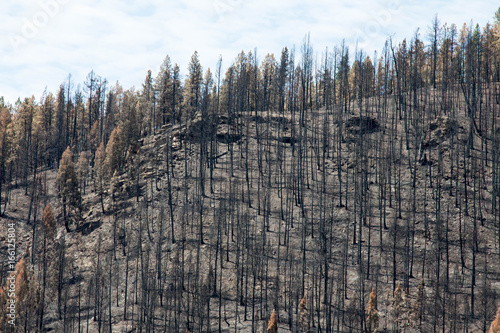 Burned pine trees from a forest fire on a hilltop