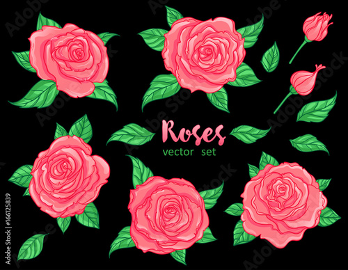 Red Roses with green leaves isolated. Set of vector isolated illustrations. R...