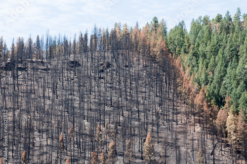 Damage from the Lightner Creek wildfire in Durango, Colorado