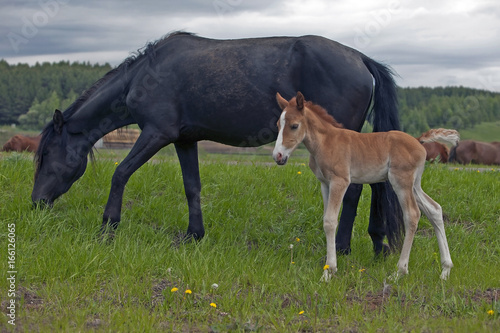 the little foal in the meadow