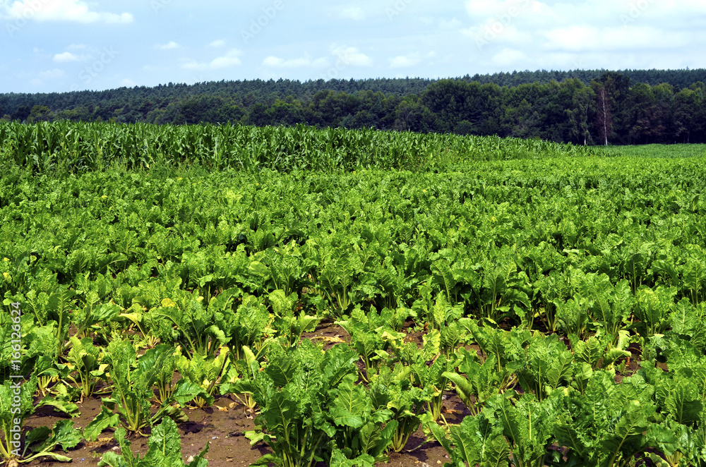 Growing field of chard (Beta vulgaris)