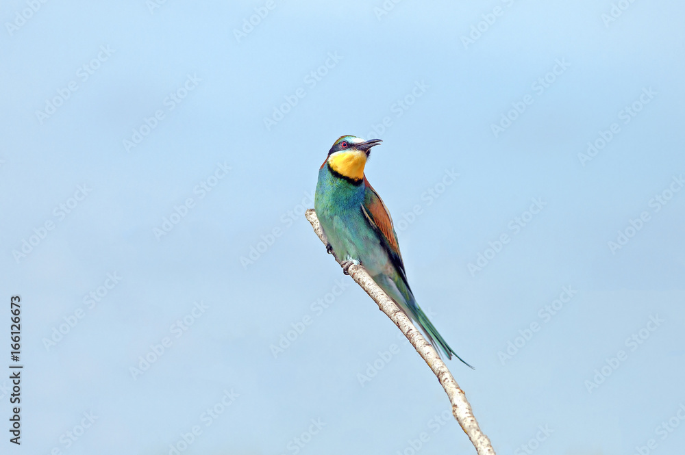 bee-eaters sitting on a branch