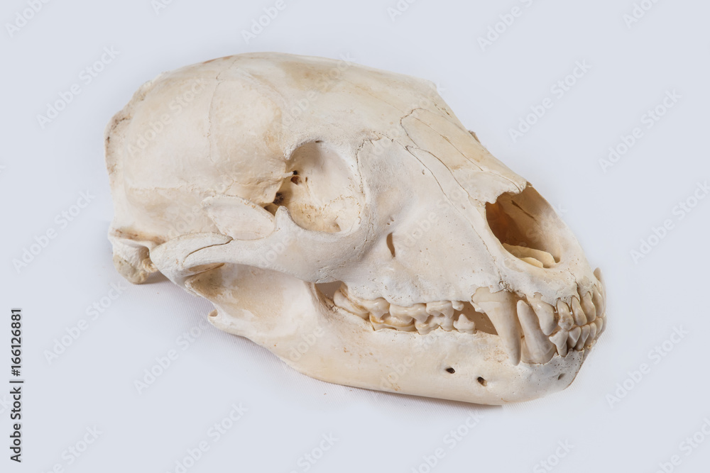 Fototapeta premium Black Bear Skull (Ursus americanus)