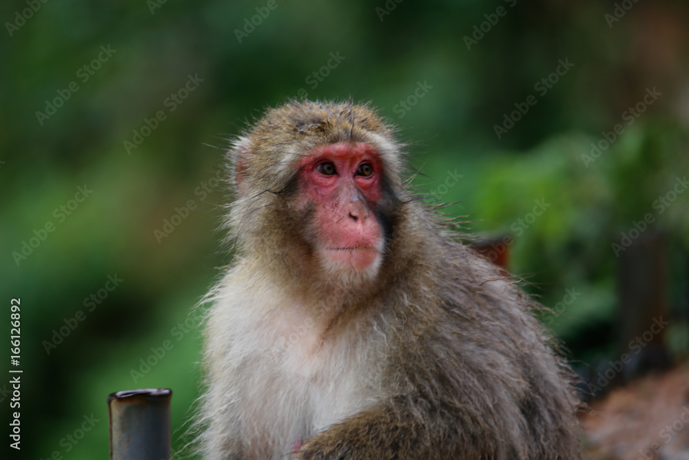 Fototapeta premium Japanese macaques